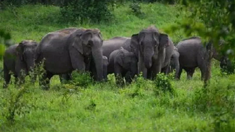 Chhattisgarh News: हाथी-मानव द्वंद: मुख्यमंत्री से फसल मुआवजा राशि बढ़ाने की मांग, जानिए अभी कितना मिलता है मुआवजा
