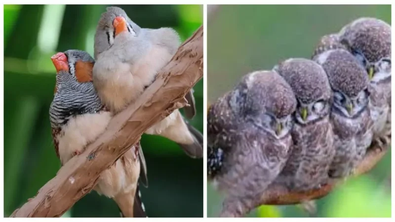 Amazing Facts: रात में सोते वक्त पक्षी पेड़ से नीचे क्यों नहीं गिरते? वजह कर देगी हैरान