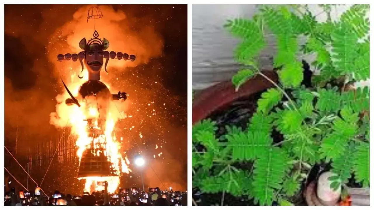 Shami Puja on Dussehra: दशहरे पर शमी के पेड़ की करें पूजा, घर में हमेशा रहेगा लक्ष्मी का वास, शनि की साढ़ेसाती और ढैय्या से भी मिलेगी राहत