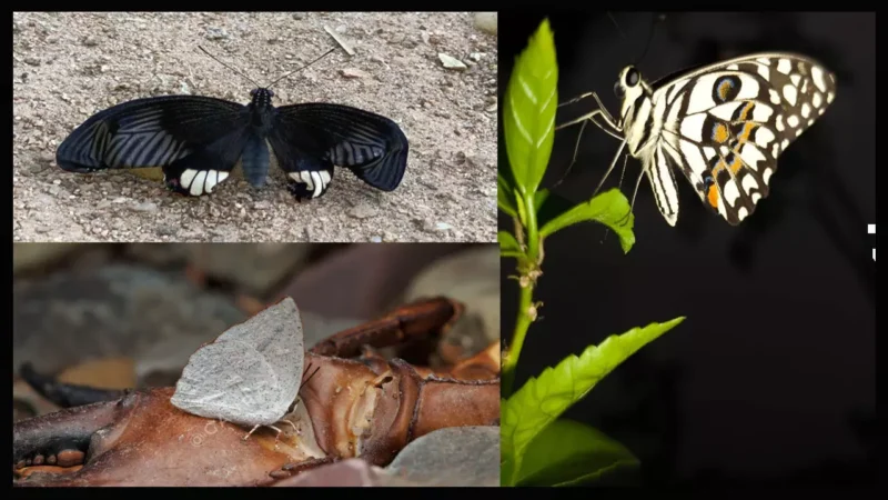 बारनवापारा में तितलियों को जानने और पहचानने का मिलेगा मौका, 21 से 23 अक्टूबर को बटरफ्लाई मीट का आयोजन…