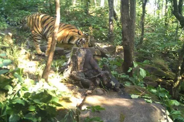 Guru Ghasidas Tiger Reserve: छत्‍तीगसढ़ के गुरु घासीदास टाइगर रिजर्व में शिकार करते कैद हुआ बाघ..देखिये फोटो