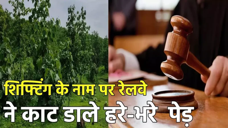 Bilaspur High Court: शिफ्टिंग के नाम पर रेलवे ने काट डाले सैकड़ों हरे-भरे  पेड़, हाई कोर्ट ने जताई नाराजगी, कहा…