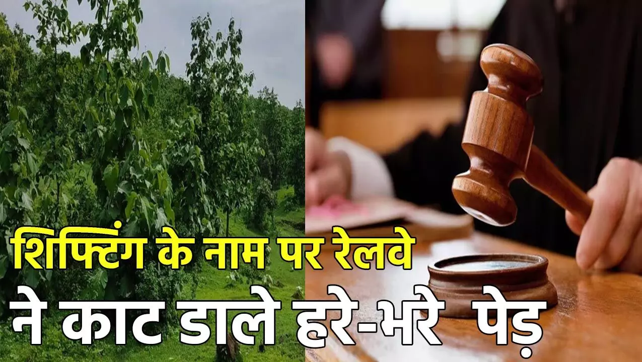 Bilaspur High Court: शिफ्टिंग के नाम पर रेलवे ने काट डाले सैकड़ों हरे-भरे  पेड़, हाई कोर्ट ने जताई नाराजगी, कहा…