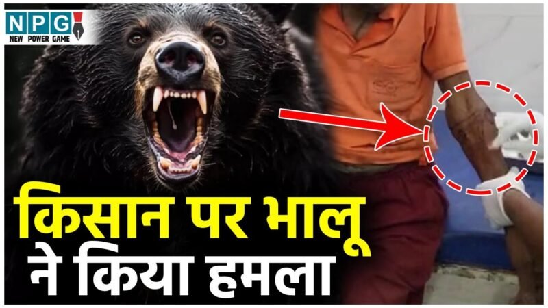 GPM Bear Attack News: धान कटाई करने खेत गए किसान पर भालू ने किया हमला, किसान गंभीर रूप से घायल…