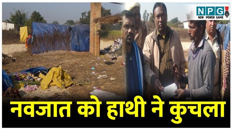 CG News: दिल दहलाने वाली घटना: नवजात को हाथी ने रौंदा: झोपड़ी को किया तहस नहस