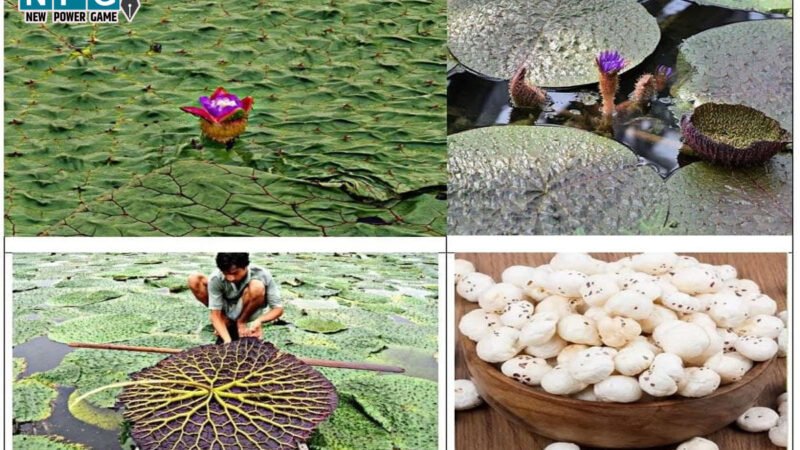 Makhana: मखाना की खेती करने वालों के लिए अच्छी खबर, छत्तीसगढ़ मखाना बोर्ड में शामिल, खेती करने पर 40 और प्रसंस्करण यूनिट पर 50 प्रतिशत अनुदान…