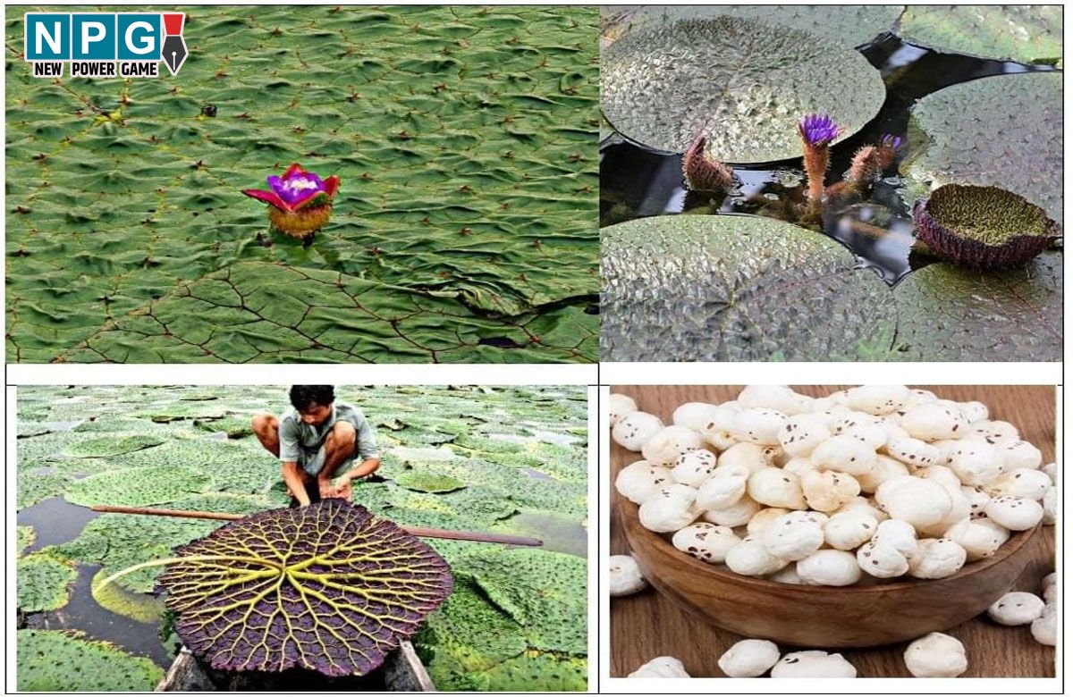 Makhana: मखाना की खेती करने वालों के लिए अच्छी खबर, छत्तीसगढ़ मखाना बोर्ड में शामिल, खेती करने पर 40 और प्रसंस्करण यूनिट पर 50 प्रतिशत अनुदान…