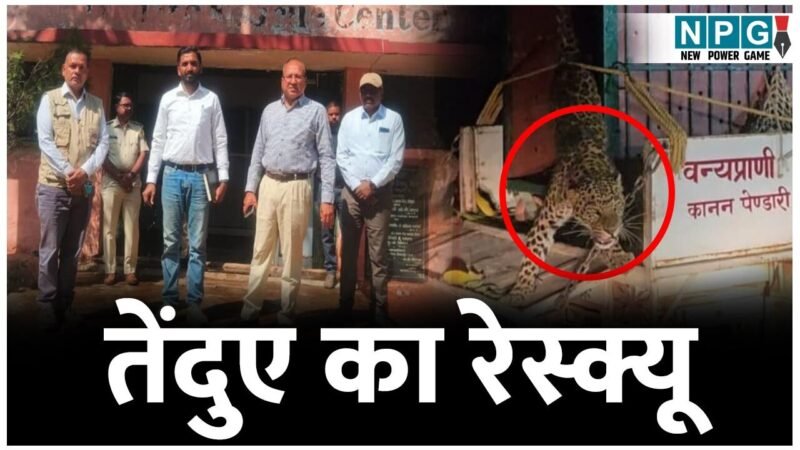 CG Wildlife News: तेंदुए का रेस्क्यू: शिकारी के जाल में फंसे तेंदुए को ऐसे बचाया गया, पढ़िए जंगल से तेंदुए के रोमांचक ऑपरेशन की कहानी…