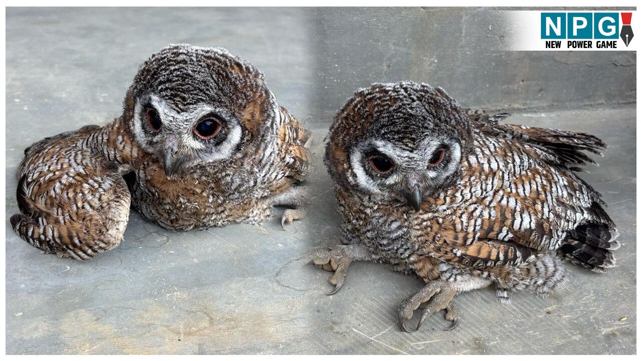 इंसानियत की मिसाल: किसान को खेत में आसहाय पड़ा मिला दुर्लभ उल्लू का बच्चा, मिली नई जिंदगी