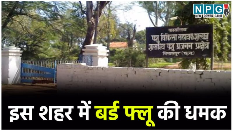 CG के इस शहर में बर्ड फ्लू की धमक, कलेक्टर ने जारी किया अलर्ट NPG की आशंका सच साबित हुई