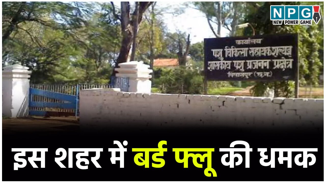 CG के इस शहर में बर्ड फ्लू की धमक, कलेक्टर ने जारी किया अलर्ट NPG की आशंका सच साबित हुई