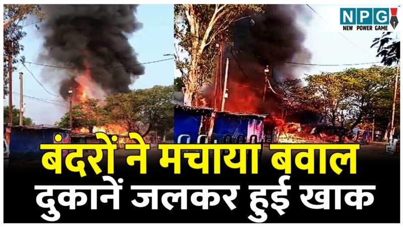 बंदरों ने मचाया बवाल और लग गई आग, दुकानें जलकर हुई खाक