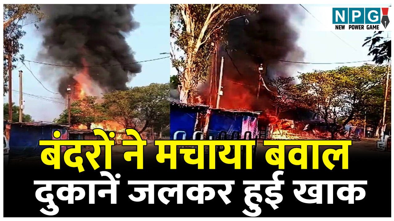 बंदरों ने मचाया बवाल और लग गई आग, दुकानें जलकर हुई खाक