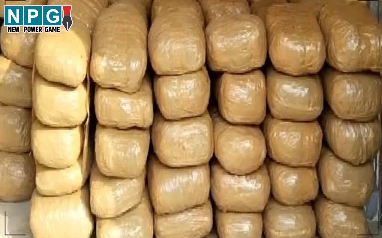 Mahasamund News: 5 करोड़ का गांजा किया गया नष्ट, सुखे नशे पर पुलिस की बड़ी कार्रवाई…