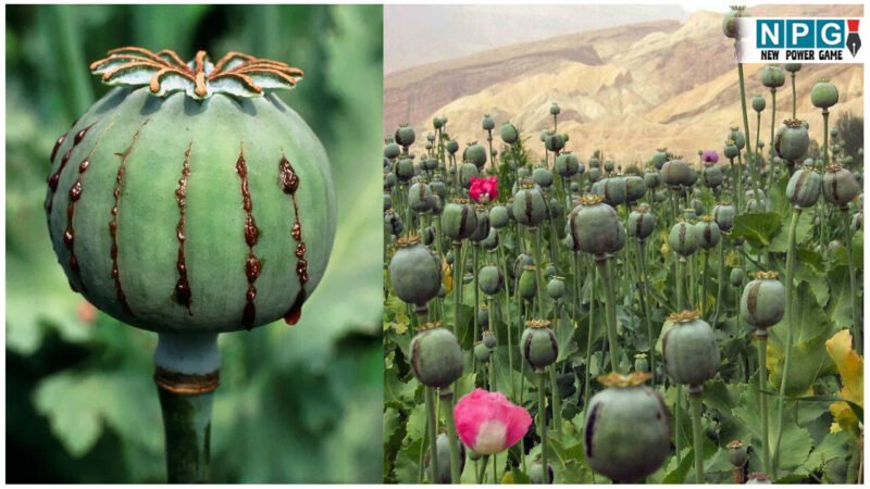 CG में पकड़ाया दो करोड़ से अधिक का अफीम पोस्त डोडा, हरियाणा के दो तस्कर गिरफ्तार