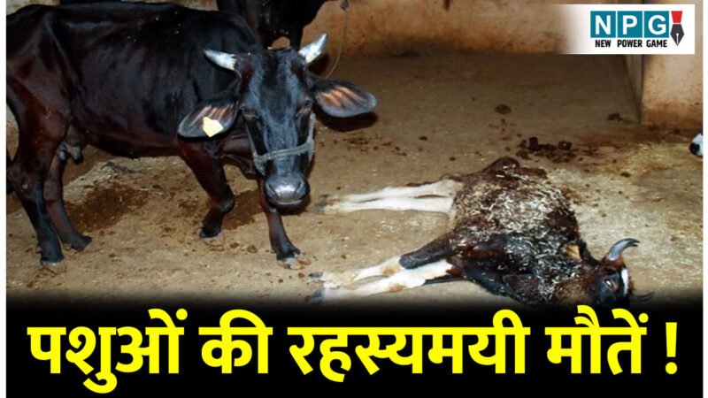 पशुओं की रहस्यमयी मौतें, कहीं यह एंथ्रेक्स तो नहीं! जांच के लिए सरकार ने बनाई जांच कमेटी