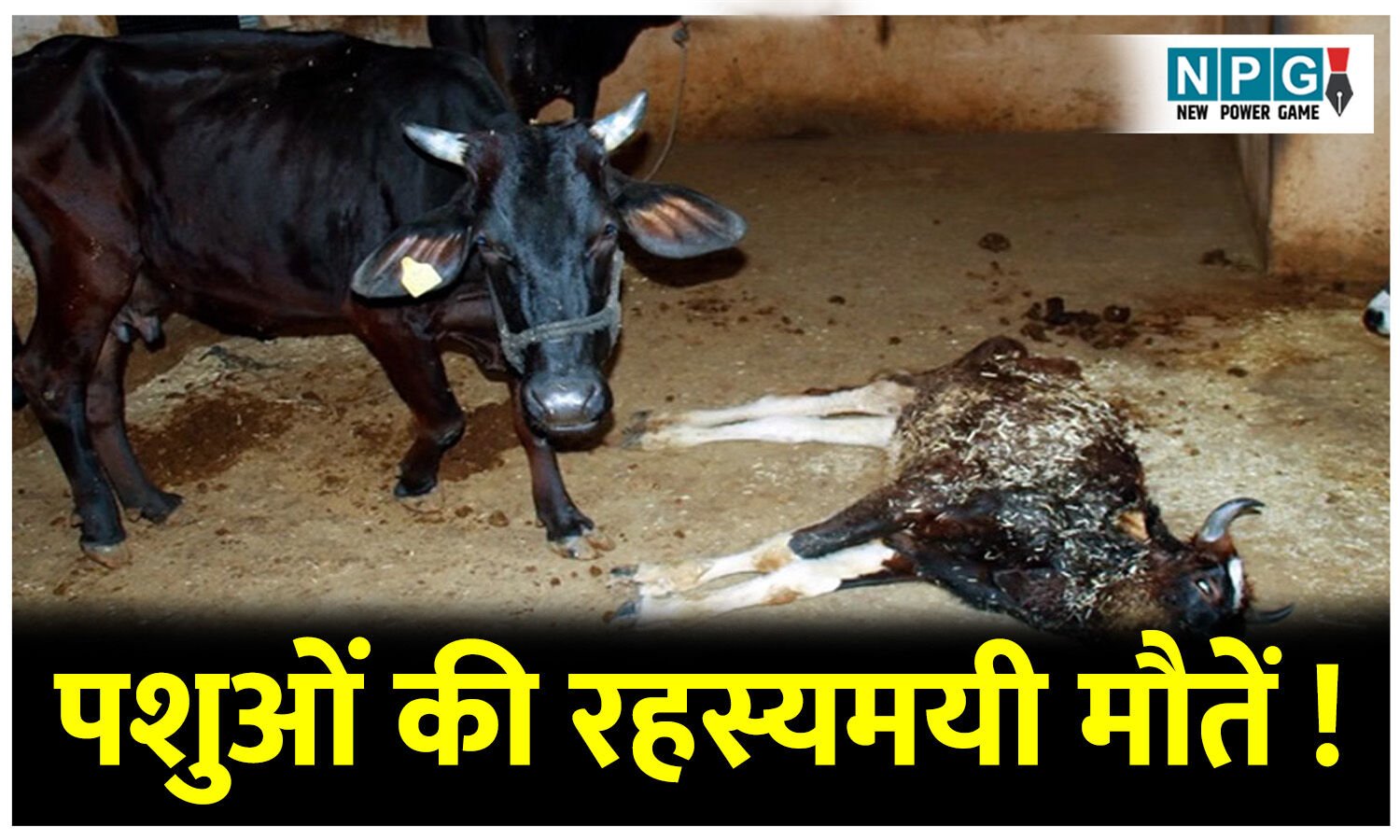 पशुओं की रहस्यमयी मौतें, कहीं यह एंथ्रेक्स तो नहीं! जांच के लिए सरकार ने बनाई जांच कमेटी