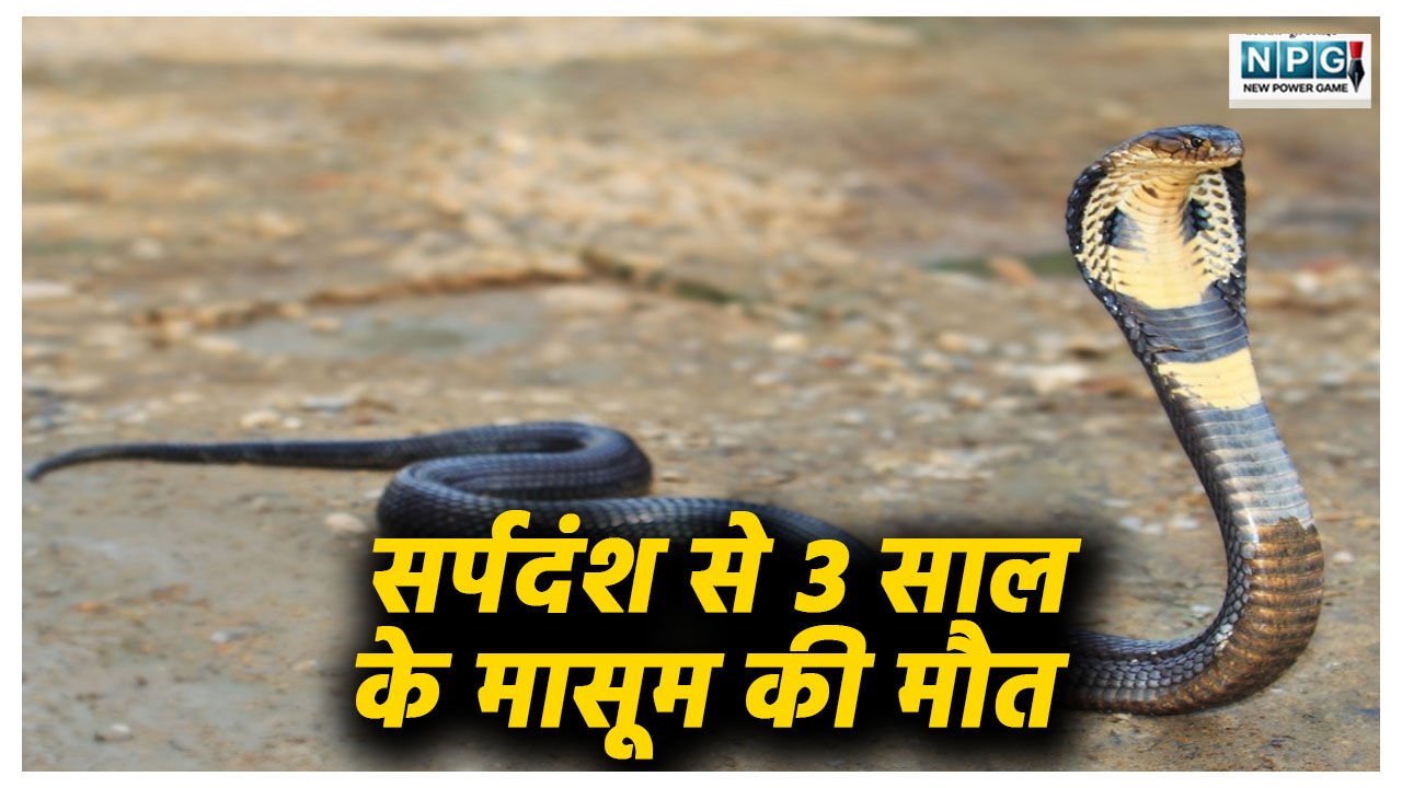 परिवार के बीच सो रहा था 3 साल का मासूम, आधी रात मौत बनकर आया जहरीला सांप, इलाज से पहले ही तोड़ दिया दम
