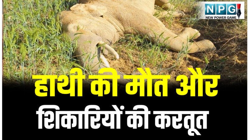 CG Crime News: हाथी की मौत और शिकारियों की करतूत: डेढ़ किलोमीटर तक बिछाया था बिजली तार, दौड़ रहा था करंट, 6 गिरफ्तार…