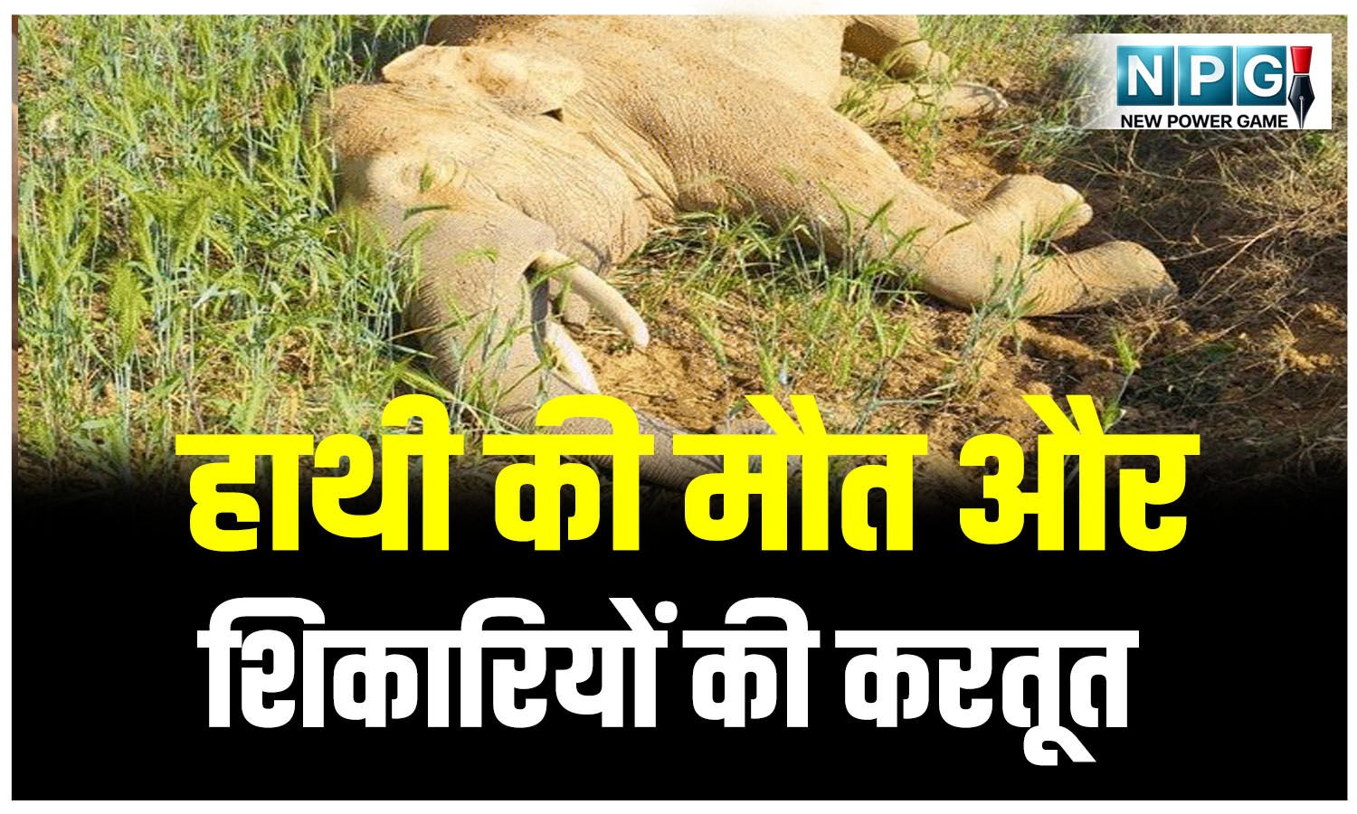 CG Crime News: हाथी की मौत और शिकारियों की करतूत: डेढ़ किलोमीटर तक बिछाया था बिजली तार, दौड़ रहा था करंट, 6 गिरफ्तार…