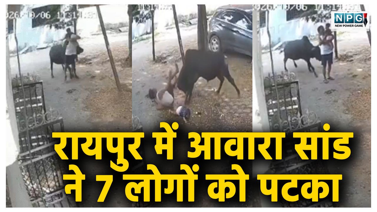 रायपुर में आवारा सांड का आतंक! बच्चे को गोद में लिए खड़े शख्स को उठाकर सड़क पर पटका, दौड़ा-दौड़ाकर मारी सिंग, 7 घायल…  खौफनाक वीडियो देख रोंगटे खड़े हो जायेंगे