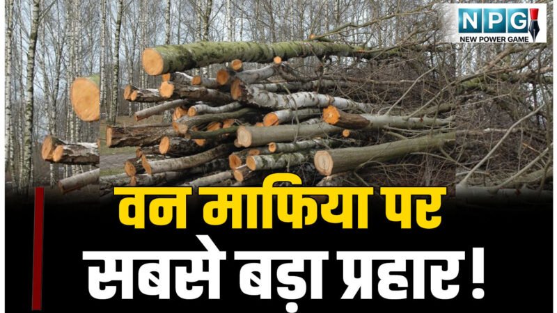 CG Crime News: वन माफिया पर सबसे बड़ा प्रहार! आधी रात IFS अफसर की सर्जिकल स्ट्राइक से सिंडिकेट में मचा हड़कंप!