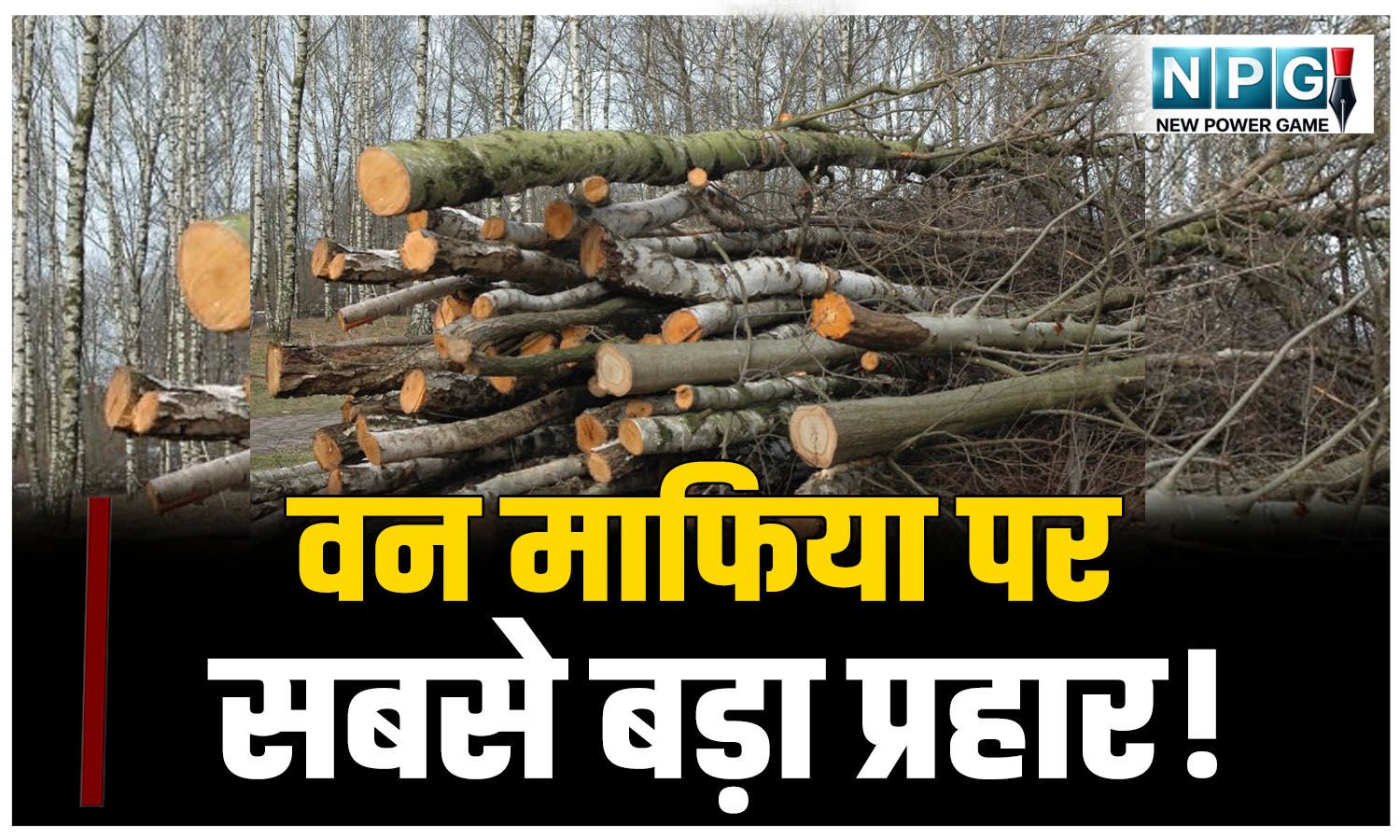CG Crime News: वन माफिया पर सबसे बड़ा प्रहार! आधी रात IFS अफसर की सर्जिकल स्ट्राइक से सिंडिकेट में मचा हड़कंप!